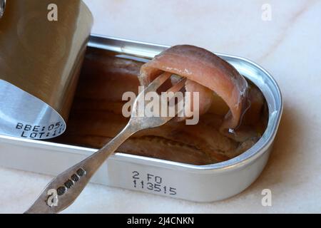 Acciuga europea (Engraulis encrasicolus), filetti di acciuga su forchetta con lattina Foto Stock