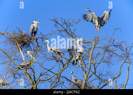 Airone grigio (Ardea cinerea), colonia alla luce del mattino, Assia, Germania Foto Stock