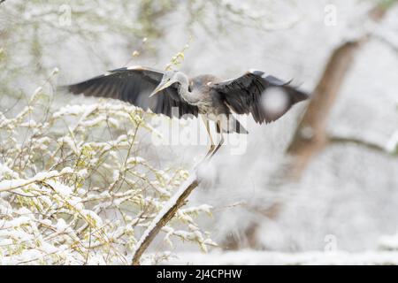 Airone grigio (Ardea cinerea) atterraggio sul ramo, innevato, Assia, Germania Foto Stock