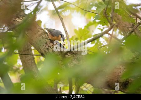 Il nuthatch eurasiatico (Sitta europaea), il nuthatch occupato trova il cibo nelle fessure di un albero, Velbert, Renania settentrionale-Vestfalia Foto Stock