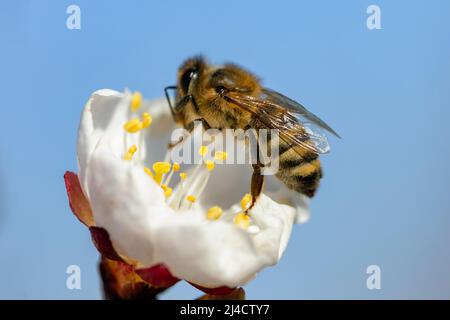 Ape di miele (Apis mellifera) su fiore di albicocca, macro. Dettaglio di ape o di ape in latino Apis mellifera, ape di miele europea o occidentale seduta sulla a Foto Stock