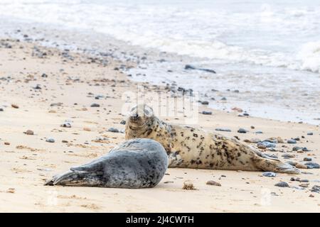 Horsey Gap, Norflolk. REGNO UNITO. Le foche atlantiche grigie sono state colate durante la molta nel marzo 2022 con adulti e polpacci lungo la linea costiera. Credito: Keith J SMI Foto Stock