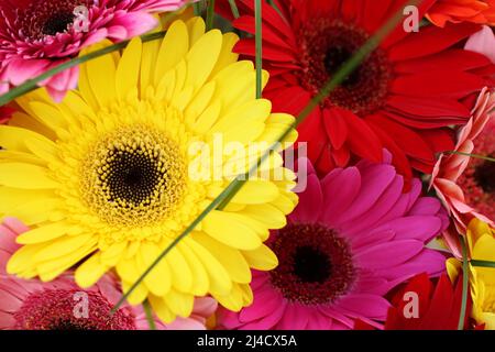 Profumo di gerbere rosso, giallo, rosa, viola. Vista dall'alto verso il basso. Primo piano. Foto Stock