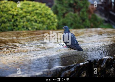 Primo piano di un piccione rinfrescante e acqua potabile in una fontana. Uccello selvatico carino su una fontana d'acqua. Foto di alta qualità Foto Stock