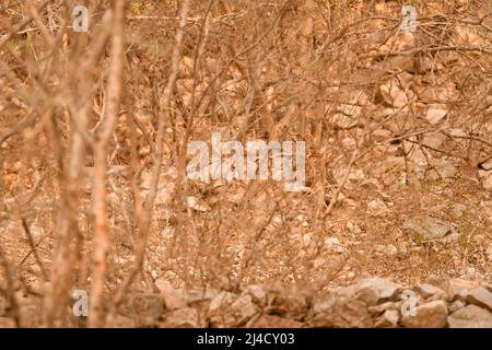 Wild Indian maschio leopardo o pantera animale mimetizzazione timido nascondere in erba durante il safari all'aperto della fauna selvatica nella foresta dell'india centrale - panthera pardus Foto Stock