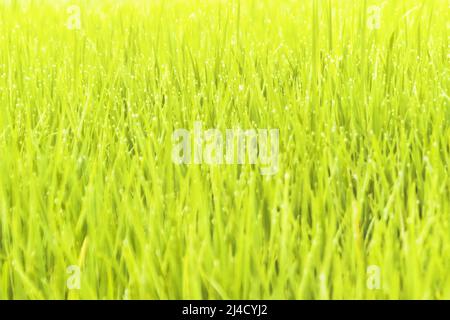 Il riso verde bello spara su risaie e meno egret. Sri Lanka, dicembre Foto Stock