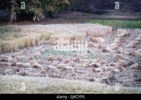 Raccogliere il grano in modo primitivo con una falce (taglio a mano, agricoltura antica). Le piccole carrucole si trovano su un campo semisostoppa. Thailandia Foto Stock