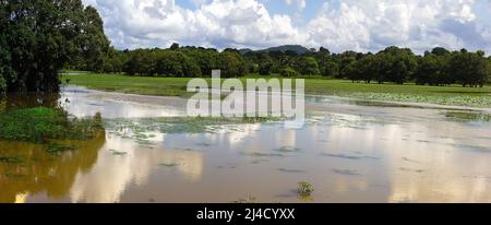Palude nel mezzo della foresta pluviale, stagnazione dell'acqua perché fuori del periodo monsone, isola della foresta. Sri Lanka siti di zone umide, dicembre Foto Stock