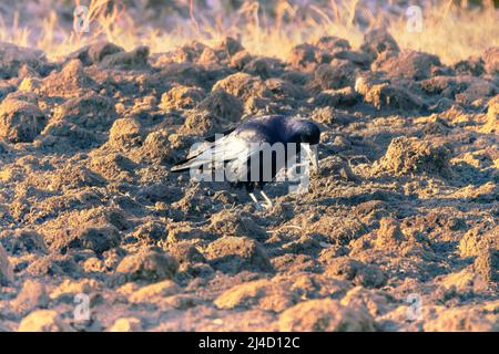 Rooks mangiano i lombrichi sul prato. L'uccello guida con forza il becco nel terreno. Come fa un rook notare un worm burrow in campo arato Foto Stock