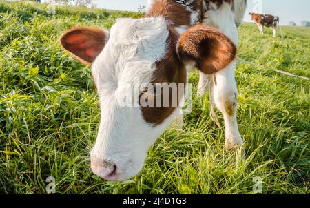 Bel vitello bianco e marrone durante il pascolo estivo in fattoria in tempo nuvoloso. Foto Stock