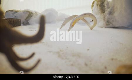 Mammoth giocattolo nella neve. Mammoth in un freddo paesaggio nevoso. Foto Stock