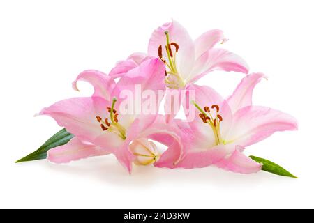 Tre belle giglio rosa (Lilium, Liliaceae) con un germoglio isolato su sfondo bianco, compreso il sentiero di taglio senza ombra. Germania Foto Stock