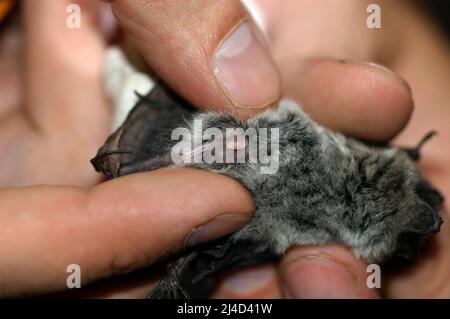 Il chirotterologo tiene e studia un pipistrello nelle sue mani Foto Stock
