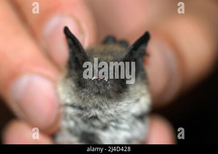 Il chirotterologo tiene e studia un pipistrello nelle sue mani Foto Stock