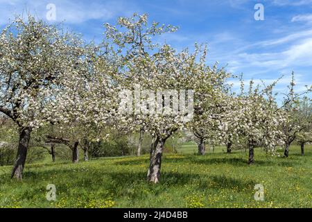 Frutteto prato con vecchi alberi di mele fioriti in primavera Foto Stock