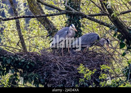 Northampton, Regno Unito. 14th aprile 2022. Heron grigio. Ardea cinerea (Ardeidae) coppia sul nido con due giovani, Abington Park Lake, Northampton. Credit: Keith J Smith./Alamy Live News. Foto Stock