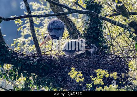 Northampton, Regno Unito. 14th aprile 2022. Heron grigio. Ardea cinerea (Ardeidae) coppia sul nido con due giovani, Abington Park Lake, Northampton. Credit: Keith J Smith./Alamy Live News. Foto Stock