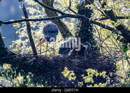 Northampton, Regno Unito. 14th aprile 2022. Heron grigio. Ardea cinerea (Ardeidae) coppia sul nido con due giovani, Abington Park Lake, Northampton. Credit: Keith J Smith./Alamy Live News. Foto Stock