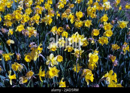 Primo piano di un letto di narcisi gialli sul lato della strada nel villaggio di Ruskington, Sleaford, Lincolnshire, Inghilterra, Regno Unito Foto Stock
