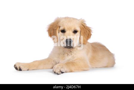 Adorabile cucino Golden Retriever di 3 mesi, che si stendono le vie laterali. Guardando verso una fotocamera con occhi marroni scuri. Isolato su sfondo bianco. Foto Stock