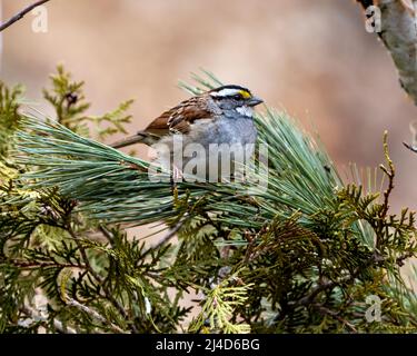 Sparrow dalla gola bianca arroccato su un ramo di pino con uno sfondo sfocato nel suo ambiente e habitat circostante. Foto Stock