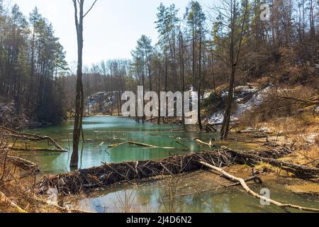 Grande diga di castoro che allagò paludi e creò il lago in Bielorussia Foto Stock