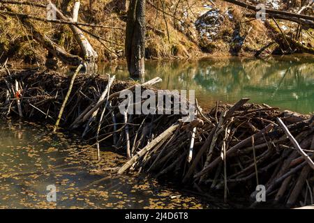 Grande diga di castoro che allagò paludi e creò il lago in Bielorussia Foto Stock