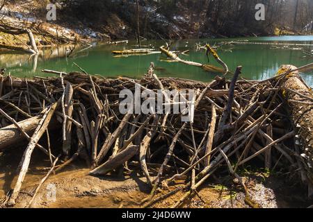 Grande diga di castoro che allagò paludi e creò il lago in Bielorussia Foto Stock