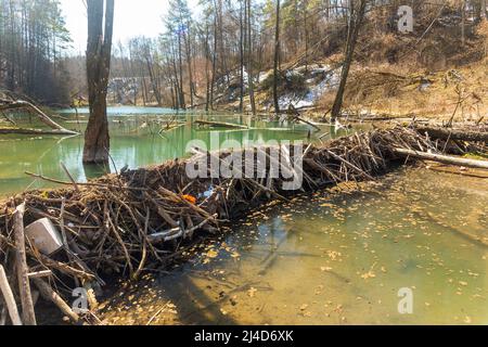 Grande diga di castoro che allagò paludi e creò il lago in Bielorussia Foto Stock