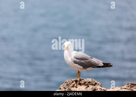 Piccolo e curioso gabbiano d'argento sulle rocce lungo la città di Biarritz guarda il fotografo Foto Stock