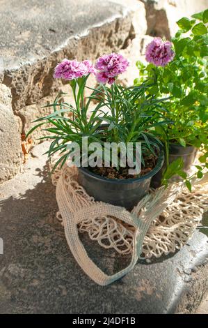 Shopping bag in tessuto pieno di piante da casa in un bellissimo giardino verde in una giornata di sole. Foto Stock