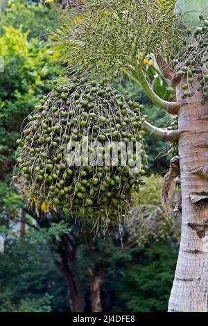 Frutti di palma sulla foresta tropicale Foto Stock
