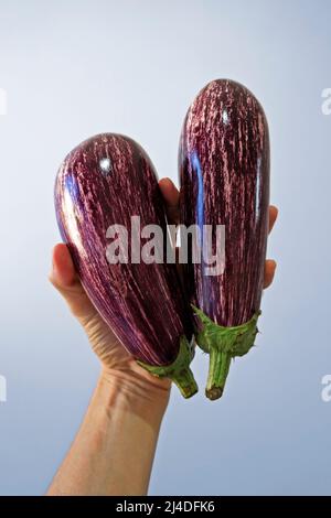 Melanzane a righe a disposizione su sfondo luminoso Foto Stock