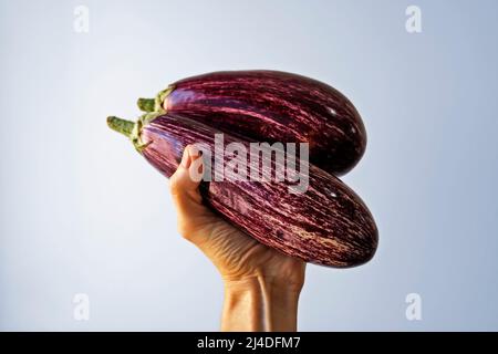 Melanzane a righe a disposizione su sfondo luminoso Foto Stock