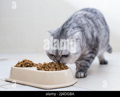 Gray scottish fold gatto mangiare cibo secco da ciotole di plastica Foto Stock