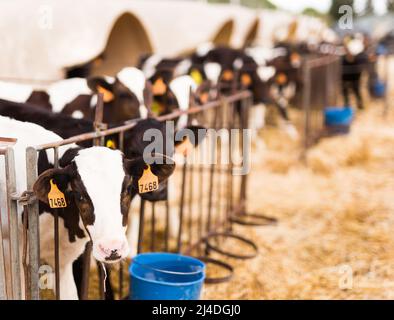 vitelli giovani settimanali in azienda casearia Foto Stock