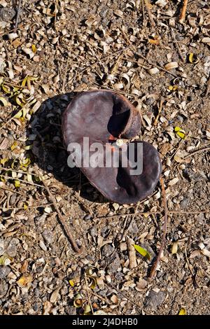 Guanacaste, albero di scimmia o seme di elefante (Enterolobium cyclocarpum) sul suolo Foto Stock