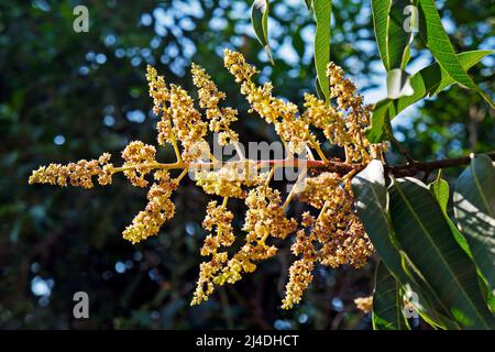 Fiori di albero di Mango, Rio de Janeiro Foto Stock