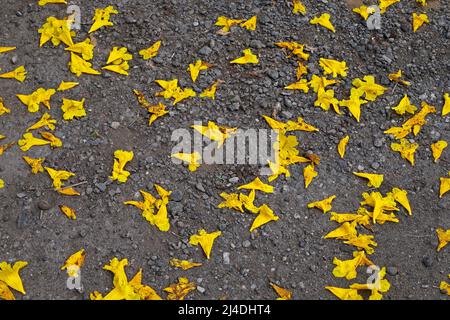 Albero di tromba d'oro o fiori di albero di Ipe giallo (Handroanthus chrysotrichus) sul terreno Foto Stock