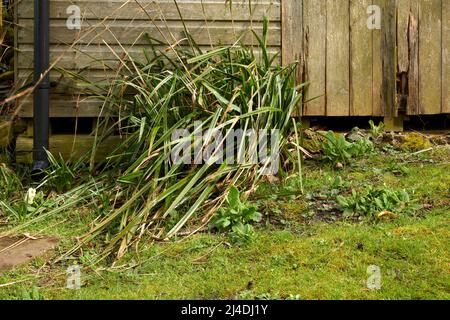 Nut Sedge che cresce nel piccolo giardino moorland a 900ft nel North Yorkshire Foto Stock