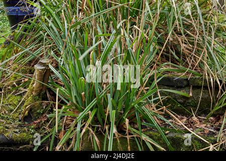 Nut Sedge che cresce nel piccolo giardino moorland a 900ft nel North Yorkshire Foto Stock