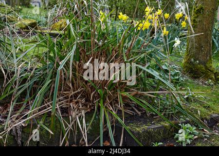 Nut Sedge che cresce nel piccolo giardino moorland a 900ft nel North Yorkshire Foto Stock