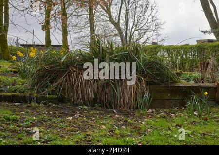 Nut Sedge che cresce nel piccolo giardino moorland a 900ft nel North Yorkshire Foto Stock