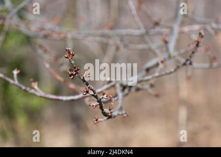 Germogli di ciliegio da vicino, dormiente in ritardo in primavera Foto Stock