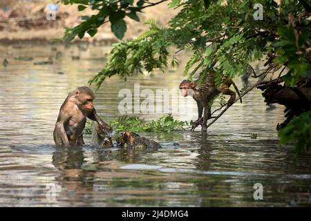 (220414) -- PRAYAGRAJ, 14 aprile 2022 (Xinhua) -- le scimmie bagnano in un laghetto durante una calda giornata estiva nel distretto di Prayagraj, stato settentrionale dell'India di Utar Pradesh, aprile. 13, 2022. (Str/Xinhua) Foto Stock