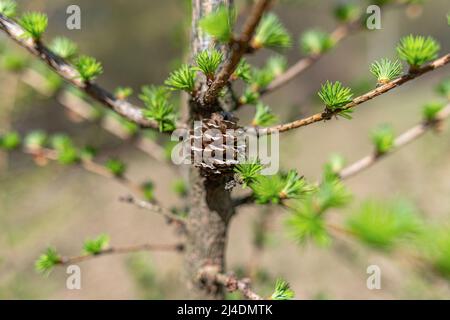 Albero di conifere giovane Foto Stock