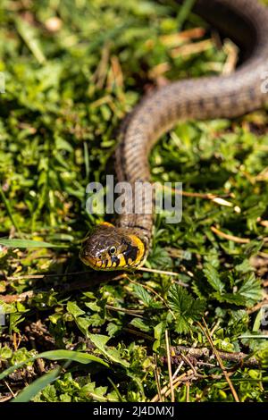 Erba comune serpente non velenoso su un campo di erba al sole. Serpenti lingua nera è fuori. Macro scatto di un serpente. Foto di alta qualità Foto Stock