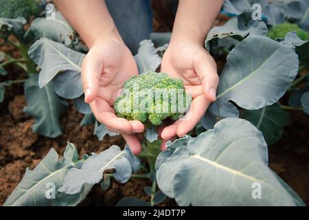 Mani di un uomo che raccoglie un broccoli dalla pianta. Ortaggi biologici in fattoria vivaio. Foto Stock