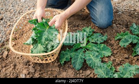 Mani di un uomo che raccoglie un broccoli dalla pianta. Ortaggi biologici in fattoria vivaio. Foto Stock