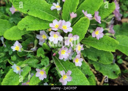 Primorosi rosa nel cantiere alle rovine della chiesa di St Marys, Pluckley Road, Little Chart, Ashford, Kent, Inghilterra, Regno Unito Foto Stock